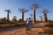 6 - Allée des baobabs